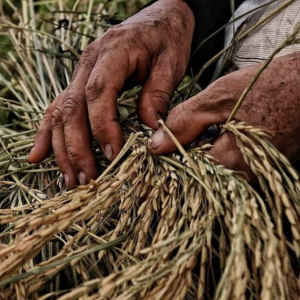 فروش برنج هاشمی 