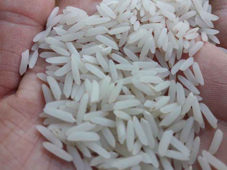 خرید برنج ندا شمال