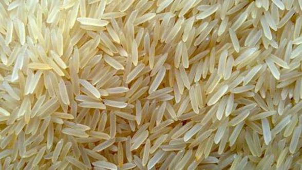 برنج تراریخته شمال