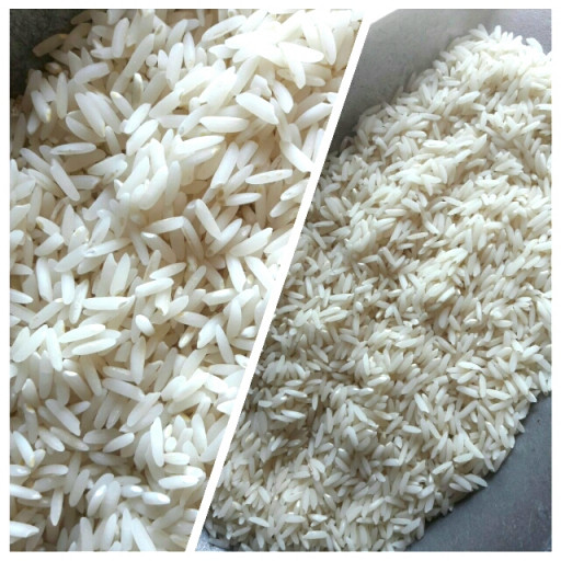 برنج طارم محلی مازندران