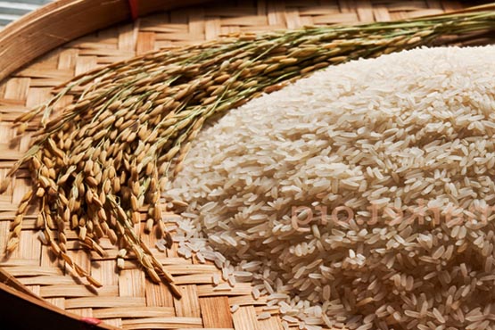 برنج هاشمی مازندران